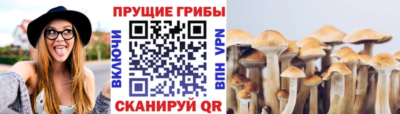 Псилоцибиновые грибы Psilocybine cubensis  Лесосибирск 